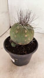 MATRIZ MATUCANA MADISONIORUM Nº 330 – vaso 15 - Imagem 8