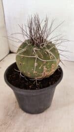 MATRIZ MATUCANA MADISONIORUM Nº 330 – vaso 15 - Imagem 7