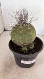 MATRIZ MATUCANA MADISONIORUM Nº 330 – vaso 15 - Imagem 5