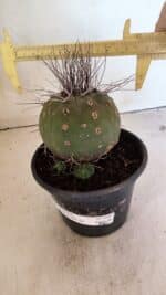 MATRIZ MATUCANA MADISONIORUM Nº 330 – vaso 15 - Imagem 4