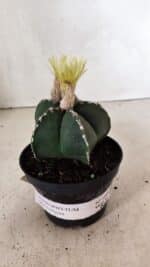 ASTROPHYTUM MYRIOSTIGMA  Nº 1060 – vaso 11 - Imagem 2
