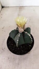 ASTROPHYTUM MYRIOSTIGMA  Nº 1060 – vaso 11 - Imagem 8