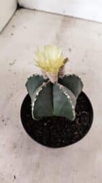 ASTROPHYTUM MYRIOSTIGMA  Nº 1060 – vaso 11 - Imagem 7