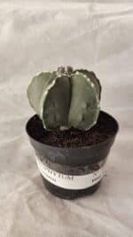 ASTROPHYTUM MYRIOSTIGMA  Nº 1066 – vaso 09 - Imagem 2