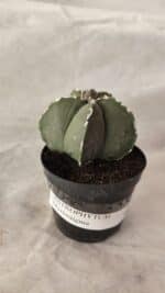 ASTROPHYTUM MYRIOSTIGMA  Nº 1066 – vaso 09 - Imagem 9