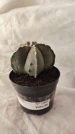 ASTROPHYTUM MYRIOSTIGMA  Nº 1066 – vaso 09 - Imagem 8