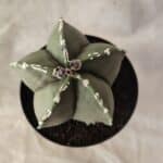 ASTROPHYTUM MYRIOSTIGMA  Nº 1066 – vaso 09