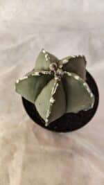 ASTROPHYTUM MYRIOSTIGMA  Nº 1066 – vaso 09 - Imagem 7