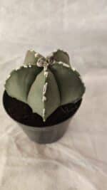 ASTROPHYTUM MYRIOSTIGMA  Nº 1066 – vaso 09 - Imagem 6