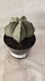 ASTROPHYTUM MYRIOSTIGMA  Nº 1066 – vaso 09 - Imagem 5
