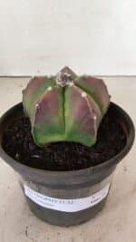 ASTROPHYTUM MYRIOSTIGMA  Nº 1070 – vaso 15 - Imagem 2