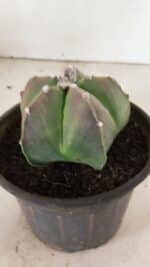 ASTROPHYTUM MYRIOSTIGMA  Nº 1070 – vaso 15 - Imagem 8