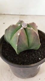 ASTROPHYTUM MYRIOSTIGMA  Nº 1070 – vaso 15 - Imagem 7