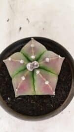 ASTROPHYTUM MYRIOSTIGMA  Nº 1070 – vaso 15 - Imagem 6