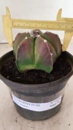 ASTROPHYTUM MYRIOSTIGMA  Nº 1070 – vaso 15 - Imagem 4