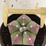 ASTROPHYTUM MYRIOSTIGMA  Nº 1070 – vaso 15