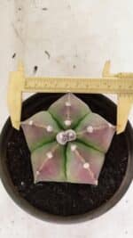 ASTROPHYTUM MYRIOSTIGMA  Nº 1070 – vaso 15