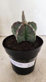 ASTROPHYTUM MYRIOSTIGMA  Nº 1071 – vaso 15 - Imagem 2