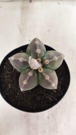 ASTROPHYTUM MYRIOSTIGMA  Nº 1071 – vaso 15 - Imagem 3