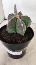 ASTROPHYTUM MYRIOSTIGMA  Nº 1071 – vaso 15 - Imagem 9