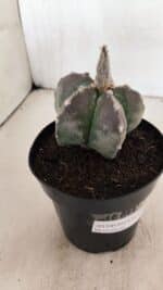 ASTROPHYTUM MYRIOSTIGMA  Nº 1071 – vaso 15 - Imagem 8