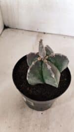 ASTROPHYTUM MYRIOSTIGMA  Nº 1071 – vaso 15 - Imagem 6