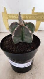 ASTROPHYTUM MYRIOSTIGMA  Nº 1071 – vaso 15 - Imagem 4