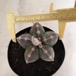 ASTROPHYTUM MYRIOSTIGMA  Nº 1071 – vaso 15