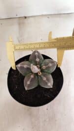 ASTROPHYTUM MYRIOSTIGMA  Nº 1071 – vaso 15