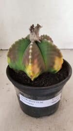 ASTROPHYTUM MYRIOSTIGMA  Nº 1072 – vaso 15 - Imagem 2
