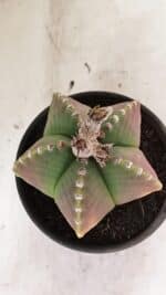 ASTROPHYTUM MYRIOSTIGMA  Nº 1072 – vaso 15 - Imagem 10