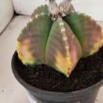 ASTROPHYTUM MYRIOSTIGMA  Nº 1072 – vaso 15