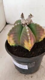 ASTROPHYTUM MYRIOSTIGMA  Nº 1072 – vaso 15