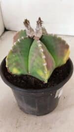 ASTROPHYTUM MYRIOSTIGMA  Nº 1072 – vaso 15 - Imagem 8