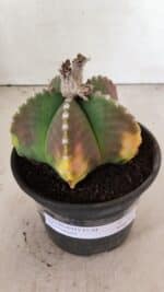 ASTROPHYTUM MYRIOSTIGMA  Nº 1072 – vaso 15 - Imagem 7