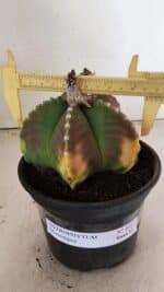 ASTROPHYTUM MYRIOSTIGMA  Nº 1072 – vaso 15 - Imagem 5