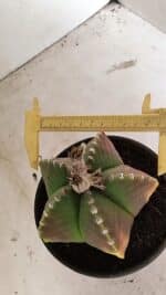 ASTROPHYTUM MYRIOSTIGMA  Nº 1072 – vaso 15 - Imagem 6