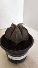 ASTROPHYTUM MYRIOSTIGMA  Nº 1073 – vaso 15 - Imagem 10