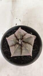 ASTROPHYTUM MYRIOSTIGMA  Nº 1073 – vaso 15 - Imagem 3