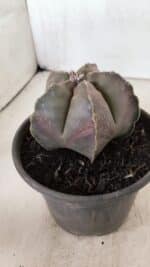 ASTROPHYTUM MYRIOSTIGMA  Nº 1073 – vaso 15 - Imagem 9