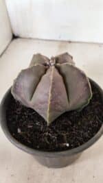 ASTROPHYTUM MYRIOSTIGMA  Nº 1073 – vaso 15 - Imagem 8