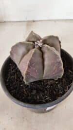 ASTROPHYTUM MYRIOSTIGMA  Nº 1073 – vaso 15 - Imagem 7