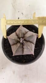 ASTROPHYTUM MYRIOSTIGMA  Nº 1073 – vaso 15 - Imagem 5