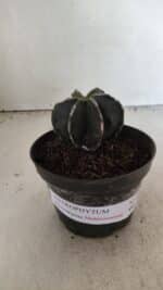 ASTROPHYTUM MYRIOSTIGMA "Multicostatum - 6 quinas "  Nº 1074 – vaso 11 - Imagem 2
