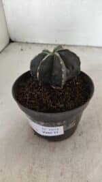 ASTROPHYTUM MYRIOSTIGMA "Multicostatum - 6 quinas "  Nº 1074 – vaso 11 - Imagem 8