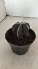 ASTROPHYTUM MYRIOSTIGMA "Multicostatum - 6 quinas "  Nº 1074 – vaso 11 - Imagem 7