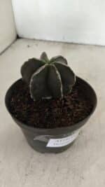 ASTROPHYTUM MYRIOSTIGMA "Multicostatum - 6 quinas "  Nº 1074 – vaso 11 - Imagem 6