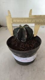 ASTROPHYTUM MYRIOSTIGMA "Multicostatum - 6 quinas "  Nº 1074 – vaso 11 - Imagem 4