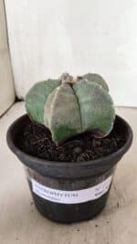 ASTROPHYTUM MYRIOSTIGMA  Nº 1075 – vaso 15 - Imagem 2