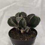 ASTROPHYTUM MYRIOSTIGMA "Colônia" Nº 1075 – vaso 09